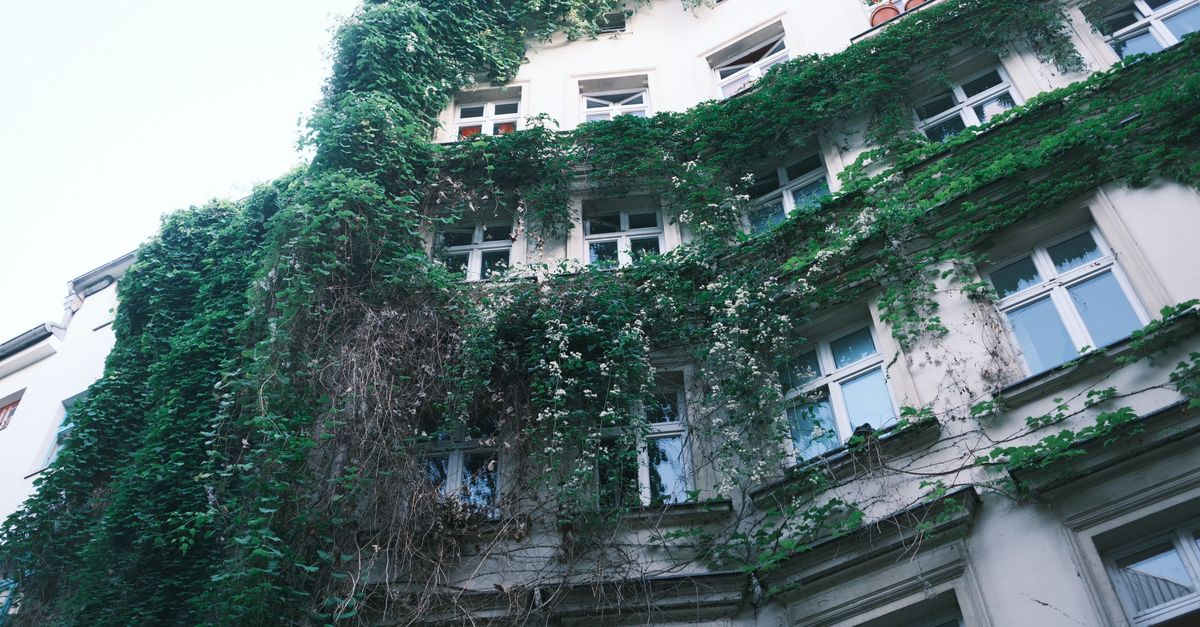 A historic building facade in Berlin, Germany adorned with dense green ivy. Urban nature blend.